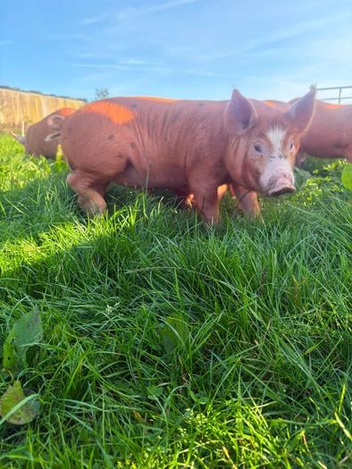 Tamworth weaners