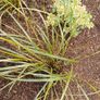 Pheasant tail ornamental Grasses Image 2