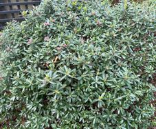 2 established garden shrubs for sale