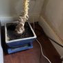 Potted plant Image 2