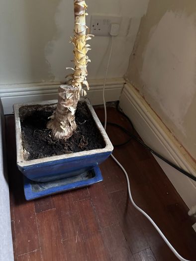 Potted plant
