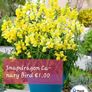 Snapdragon seeds from 1.00 euro per pack Image 4