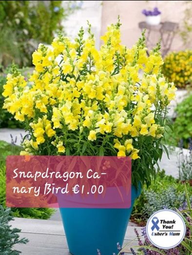 Snapdragon seeds from 1.00 euro per pack
