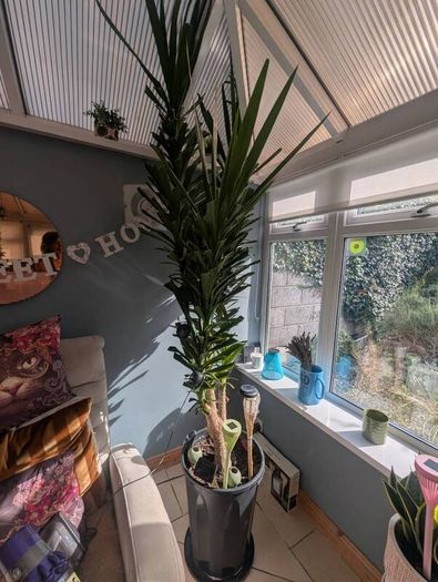 plants