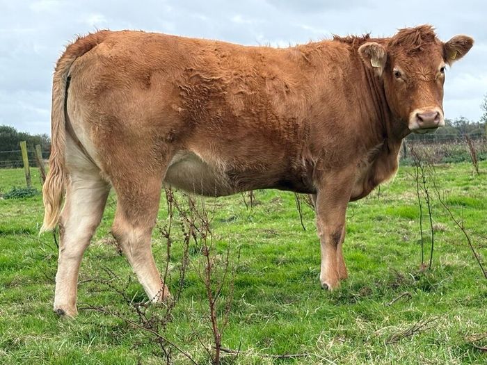 5 smashing incalf heifers