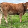 5 smashing incalf heifers Image 10