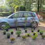 clearance of 15 shrubs and 4 trees Image 5