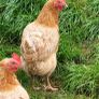 Hens Image 7