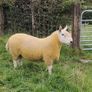 Pure Bred Cheviot Ram Shearling Image 3