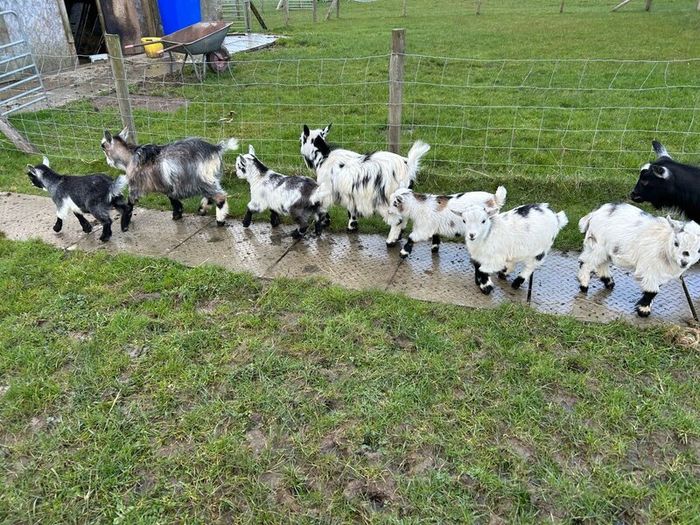 Pet Poly Pygmy Goats