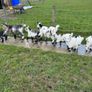 Pet Poly Pygmy Goats Image 4