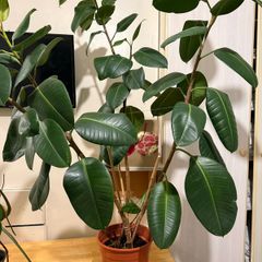 plants