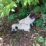 pugs14