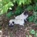 pugs14