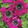 (P) Petunia Bordeaux F1 seeds (15 seeds) (414147) Image 2