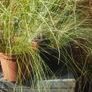 Pampas grass, Pony tails. Image 6