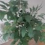 Artificial Tree Image 3