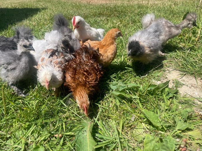 silkie chicks