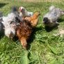 silkie chicks Image 6