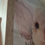 Framed cute pig decorative picture Image 5
