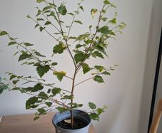 birch tree