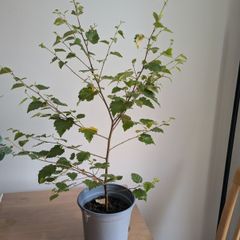 birch tree