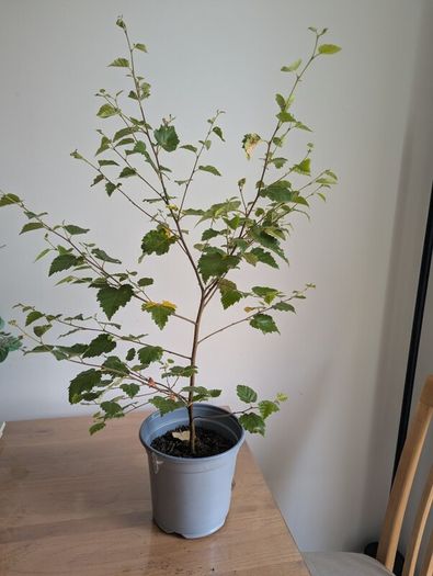 birch tree