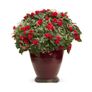(I) Double Impatiens Fanciful Red seeds (5s) (412990) Image 2