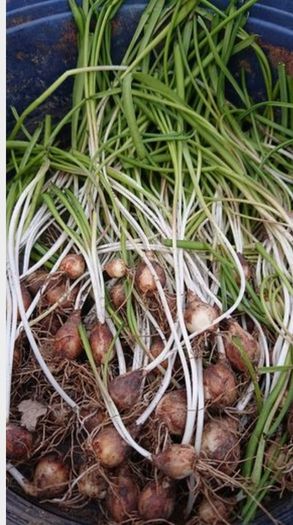 Muscari Seeds / Muscari Bulbs