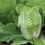 (C) Chinese Cabbage Bilko H seeds (30s) (125531) Image 2