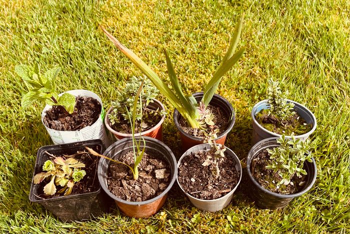 Grow Your Own! 8-Piece Plant & Shrub Set incl. Fresh Mint