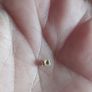 9ct Vintage Gold Opal Pendant Earrings. Image 8