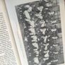 The Springboks 1891-1970 Image 6