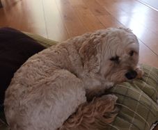Dog minder