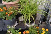 Pots with plants 6 euro each  2 for 10euro