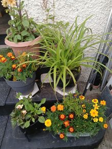 Pots with plants 10 euro each or 6 from 50euro