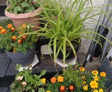 Pots with plants 6 euro each  2 for 10euro