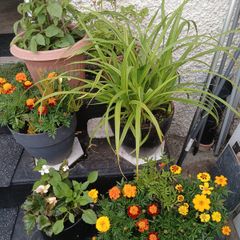 Pots with plants 10 euro each or 6 from 50euro