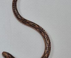 Vintage wooden Snake