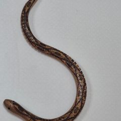 Vintage wooden Snake