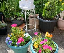Two Pots with plants 10 euro each or 2 for 15euro
