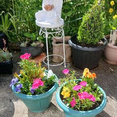 Two Pots with plants 10 euro each or 2 for 15euro