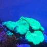 marine tank Image 2