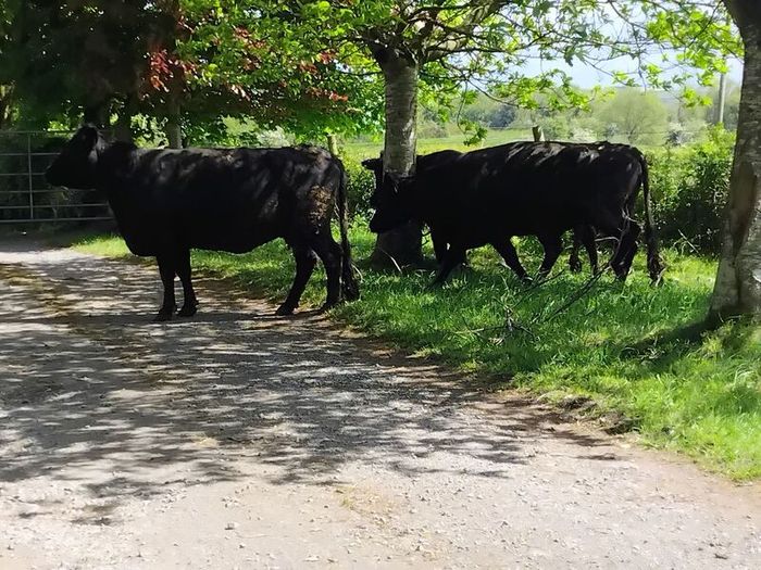 Dexter cows 2020