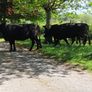 Dexter cows 2020 Image 2