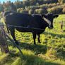 Heifers Image 10
