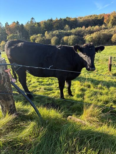 Heifers