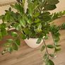 Zamioculcas Zamifolia planter Image 2