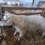 10 hoggets Image 4