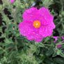 plants Image 3